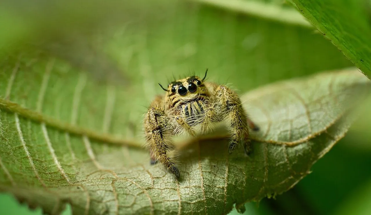 Spiders